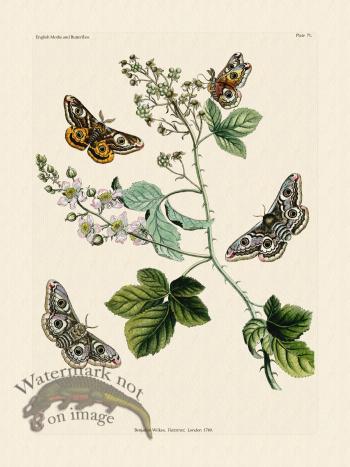 Wilkes Butterflies 071